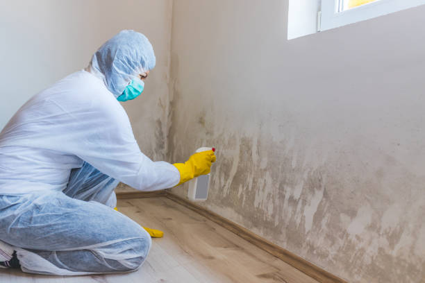 Licensed Commercial Mold Remediation service in Chesapeake, VA - WQB Mold Removal